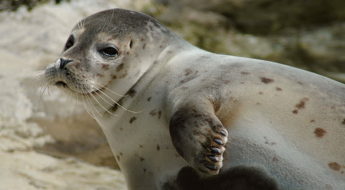 seal ability to freediving