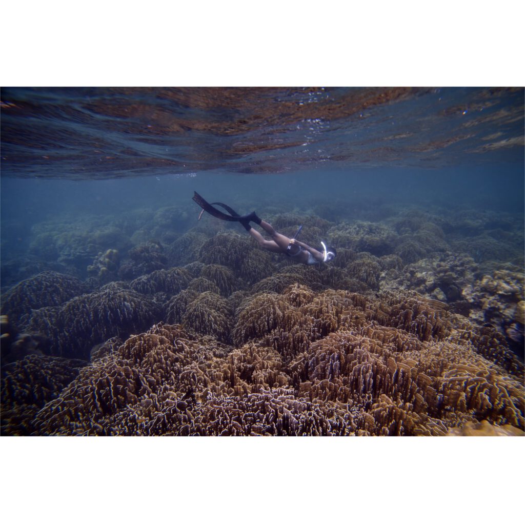 สอน freediving